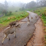 Viharin.com- Flock of Neelgiri Tahr on road of Malabar peak in Munnar