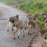 Viharin.com- Neelgiri Tahr in Rajmala Hills