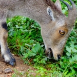 Viharin.com- Another close up of  Neelgiri Tahr