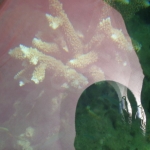 Viharin.com- Another close up of coral
