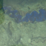 Viharin.com- Rare royal blue coloured coral