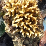 Viharin.com- Close up of Golden coral