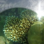 Viharin.com- Close up of flowery corals