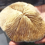 Viharin.com- Close up of mushroom cap like coral