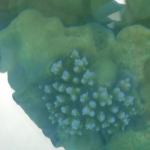 Viharin.com- Flower shaped corals