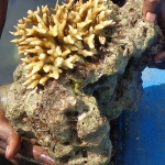 Viharin.com- Golden coral