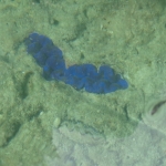 Viharin.com- Royal blue coral