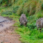 Viharin.com- Two Neelgiri Tahrs grazing