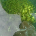 Viharin.com- beautiful green coloured coral view from glass bottom boat