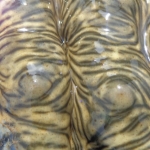 Viharin.com- close up of Tiger coral