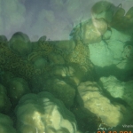 Viharin.com- corals resembling intestines