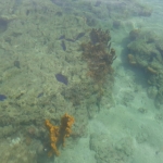 Viharin.com- view of little corals from boat