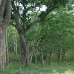 Viharin.com- Another view of forest