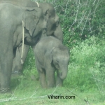 Viharin.com- Baby elephant eating grass