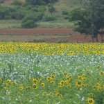 Viharin.com- Beautiful scenery on the way to Coorg from Ooty