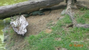 Viharin.com- Water Monitor under the tree