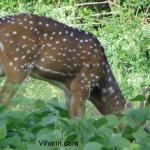 Viharin.com- Deer grazing the jungle