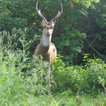 Viharin.com-Deer wondering about the visitors