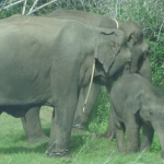 Viharin.com- Family of captive elephants