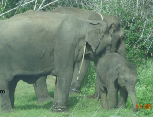 Shot through Madumalai National Park and Wildlife Sanctuary