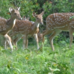 Viharin.com- Herd of deers