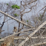 Viharin.com- Monkeys enjoying