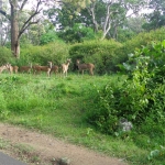 Viharin.com- herd of deers from far