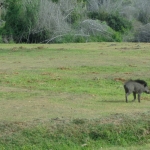 Viharin.com- wild boar at Madumalai National Park