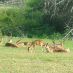 viharin.com- Spotted deers at Madumalai National Park