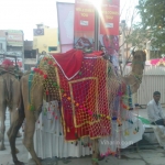 Viharin.com- Camels