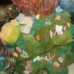 Viharin.com- Corals and other marine life