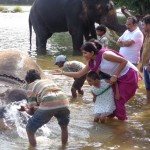 Viharin.com- Elephant Camp in Kushalnagar