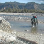 Elephant crossing the river