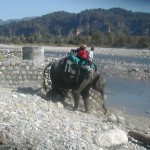 Elephant getting down to cross the river
