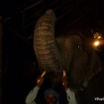 Elephant saluting with its trunk