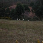 Viharin.com- Ducks at Green Jungle Holiday resort