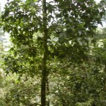 Viharin.com- Forest