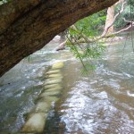 Viharin.com- Trees saluting the river