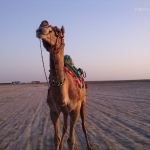 Viharin.com- Ship of the desert at White Rann