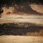 Viharin.com- Another angle of sleeping lions