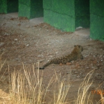 Viharin.com- Baby of leopard