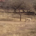 Viharin.com- Deer enjoying its natural habitat