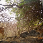 Viharin.com- Deers in their herd