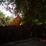 Viharin.com- Lion statue at the entrance