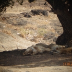 Viharin.com- Lions snoozing under the tree