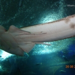 Underwater world, Sentosa Island, Singapore