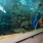 Viharin.com- Small fishes in Underwater world, Sentosa