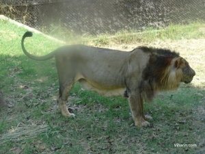 Viharin.com- Lion as viewed from Lion Safari