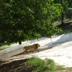 Viharin.com- Lion examining the premises