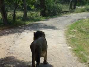 Viharin.com- Lion going away as seen from Lion Safari